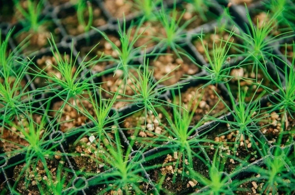 🌱🌳 Иркутская область признана лучшей в России по восстановлению лесов по итогам первого полугодия 