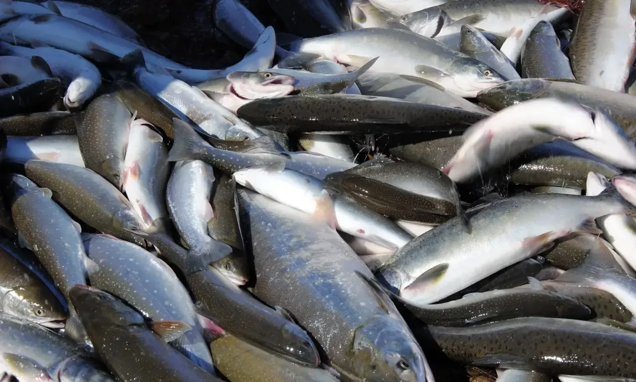 🐟 От всей души поздравляю профессионалов и любителей с Днём рыбака!