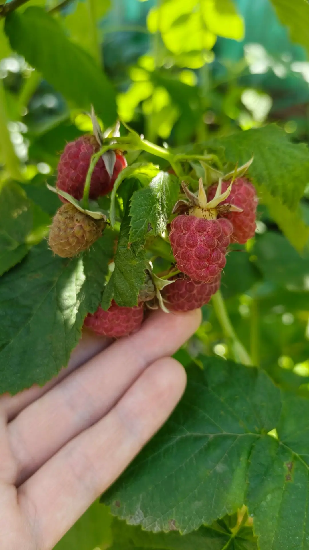 Вкусы и краски 🎨 спелого лета 🌞 🍏 🍓