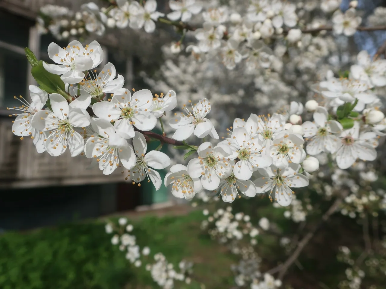 Цветущая алыча в Твери 🌸🌳  Фото с улицы Жигарева публикуют Натуральные новости.   📸: Вадим Рыбаков  