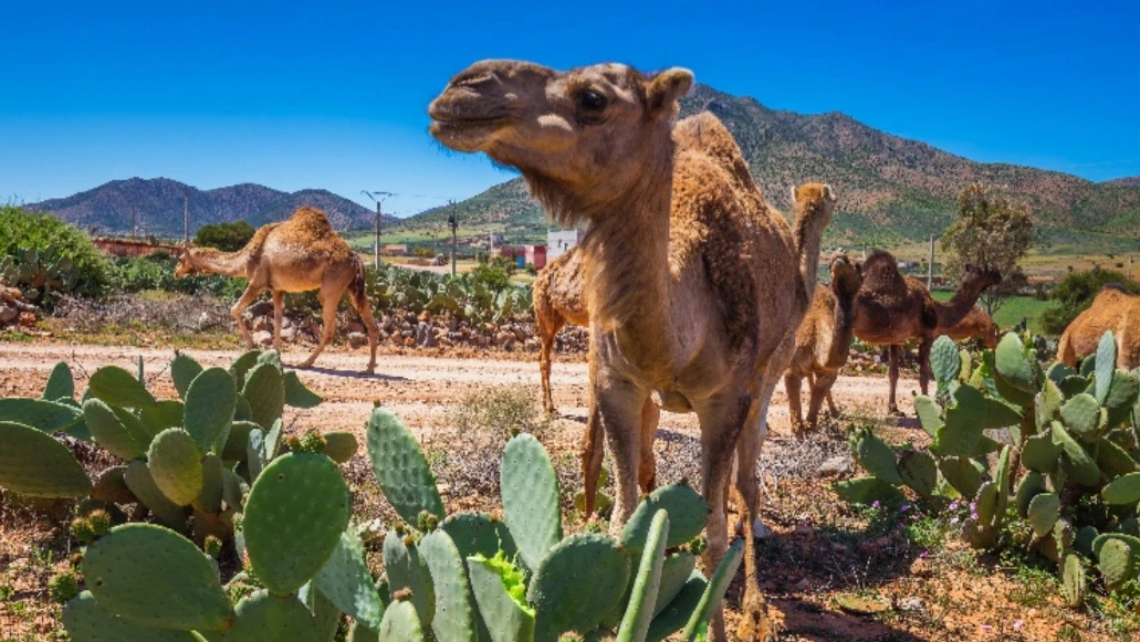 🐫 Правда ли, что верблюды едят кактусы