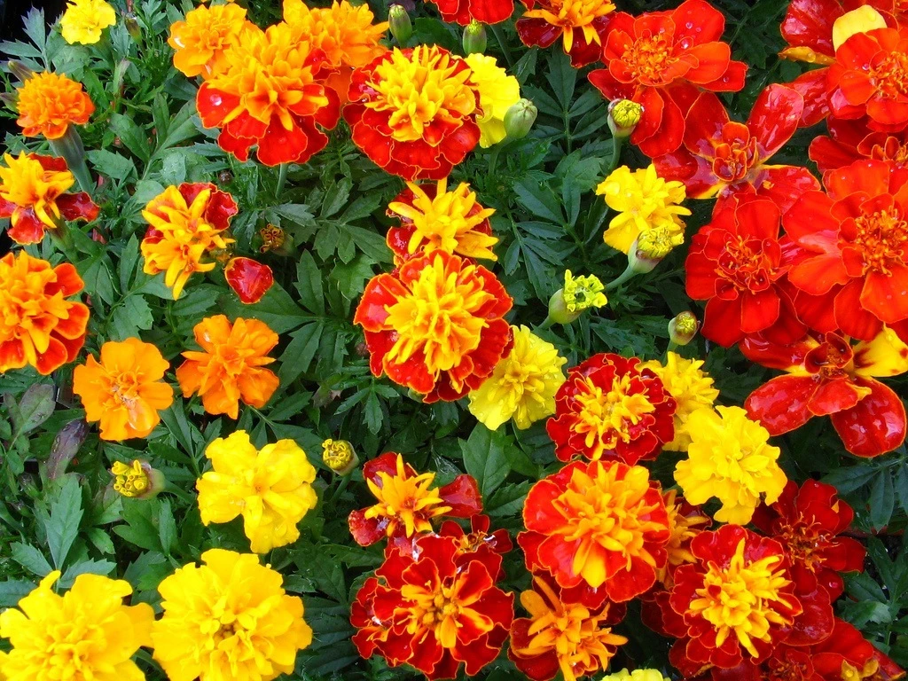 БАРХАТЦЫ
🌺 Бархатцы - растение, знакомое многим. Оно обладает целебными свойствами.

🌺 Бархатцы ул