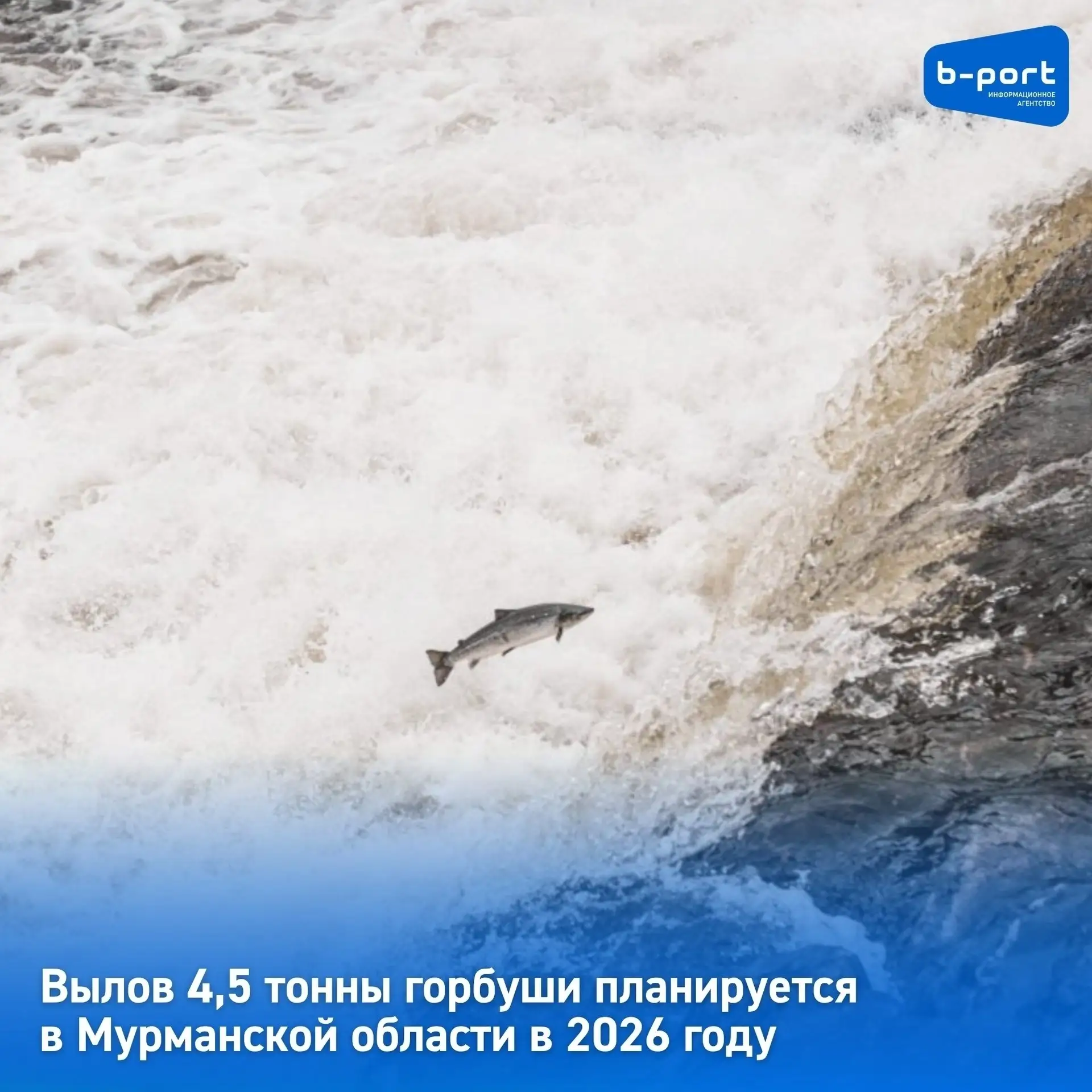 🐟 Вылов 4,5 тонны горбуши планируется в Мурманской области в 2026 году  🗺 В регионе определили объём