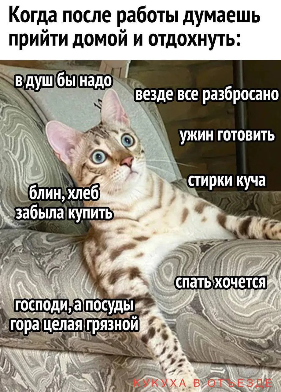 Кукуха в отъезде 🐦