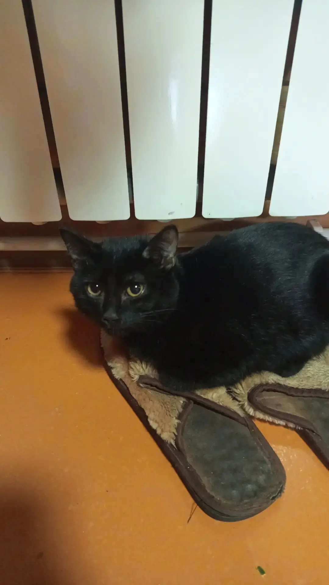 Друзья, срочно нужен сбор на осмотр котенка Фоксика! 🥺