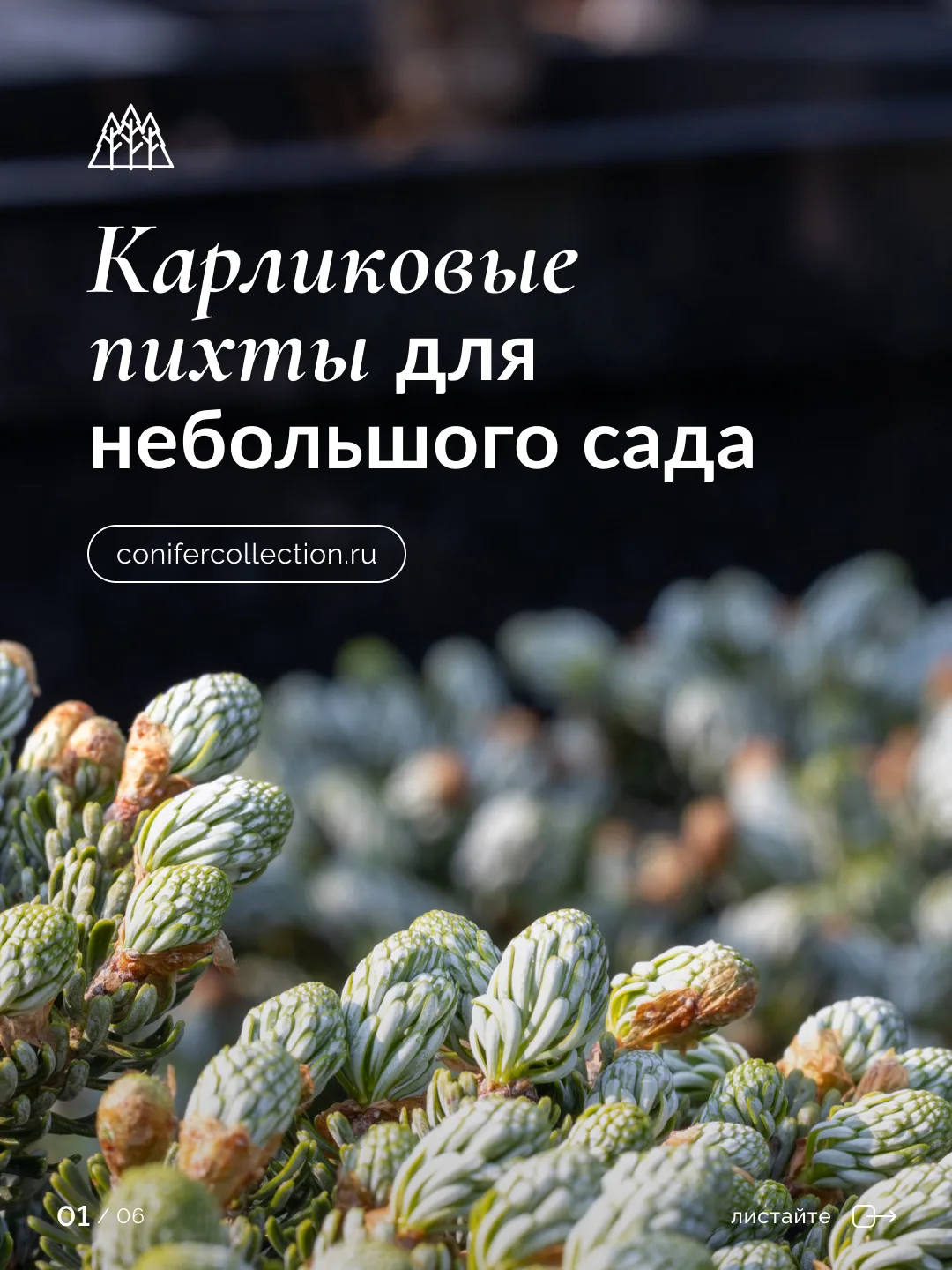 Идеальные пихты для небольшого сада