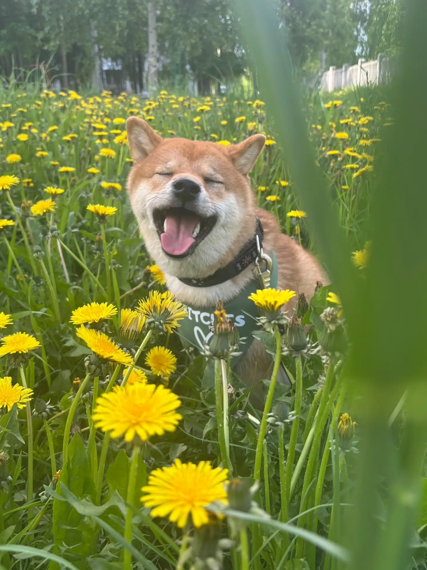 Привет от Арчика 💙🐶г.Северодвинск.