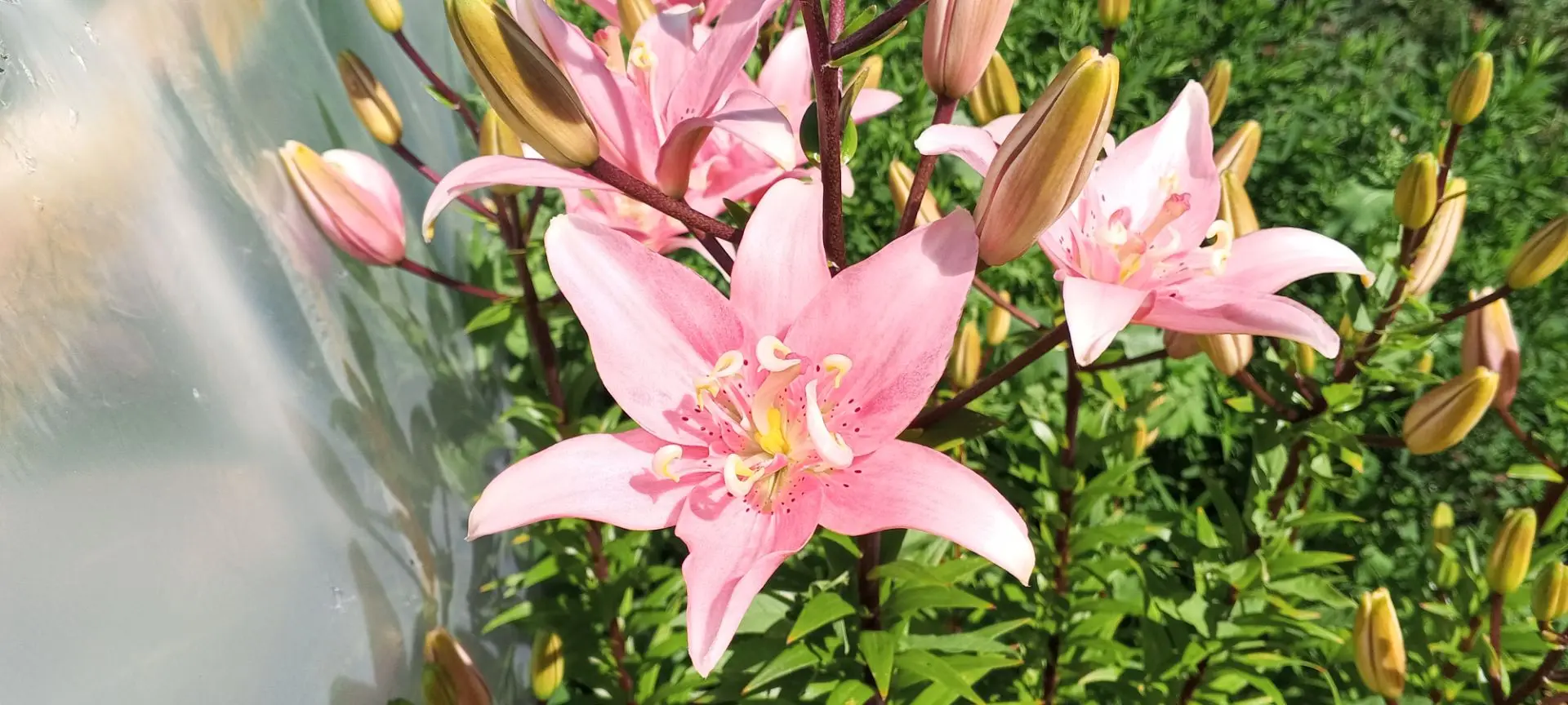 Ещё распускаются лилии 🌺