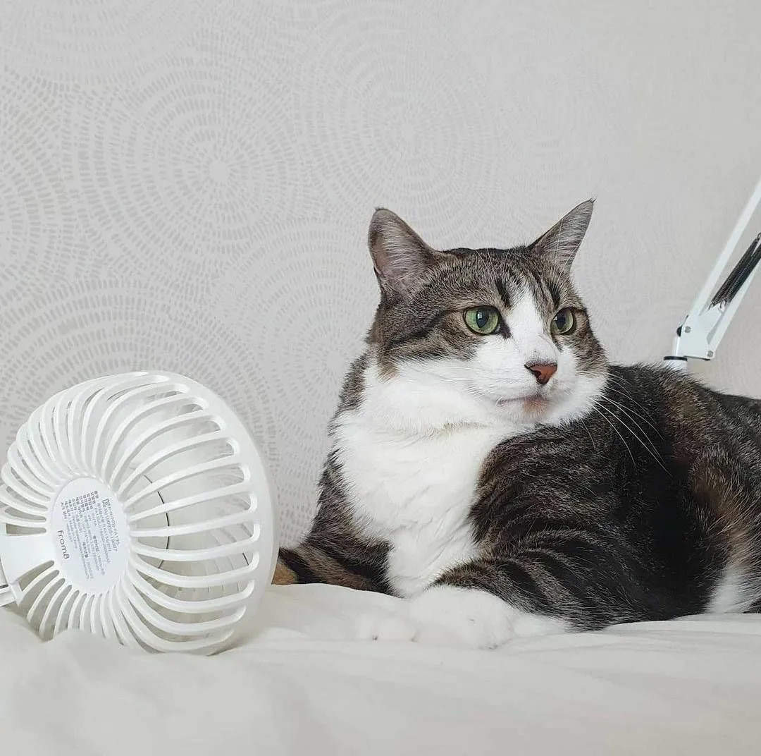 Скрытая опасность для кошек летом

Когда наступает летняя жара, владельцы собак традиционно начеку: 