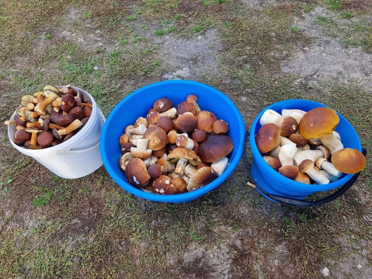 🍄‍🟫 В лесах Липецкой области начался настоящий грибной бум — корзины ломятся от урожая