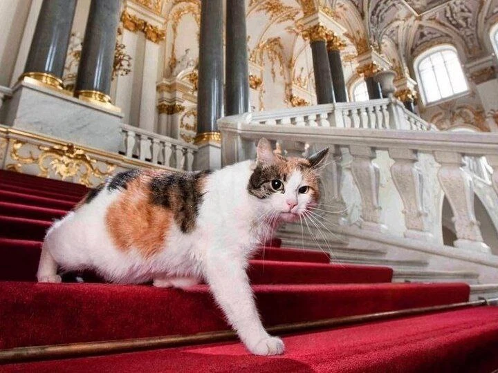 🐈 А вы знали, что у котов Эрмитажа есть своя иерархия?