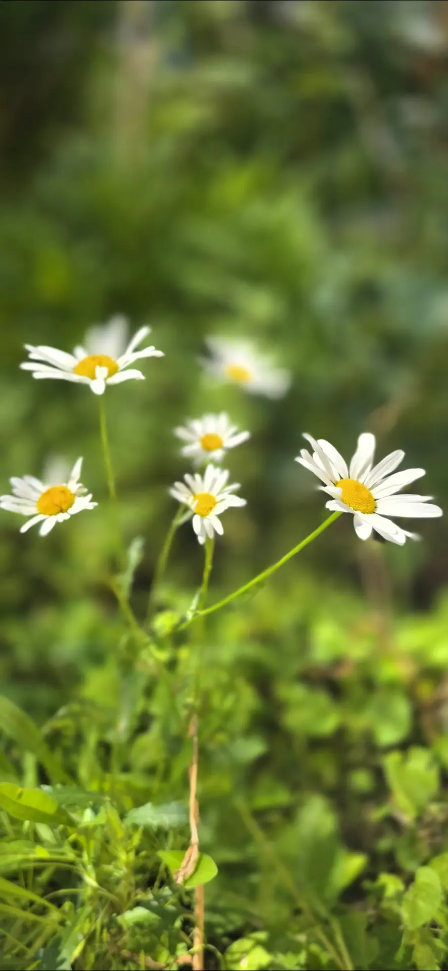 Днюха на даче, «на природе, в огороде» с самыми близкими... 🌸 Цветочки в ленту для красоты и летнег