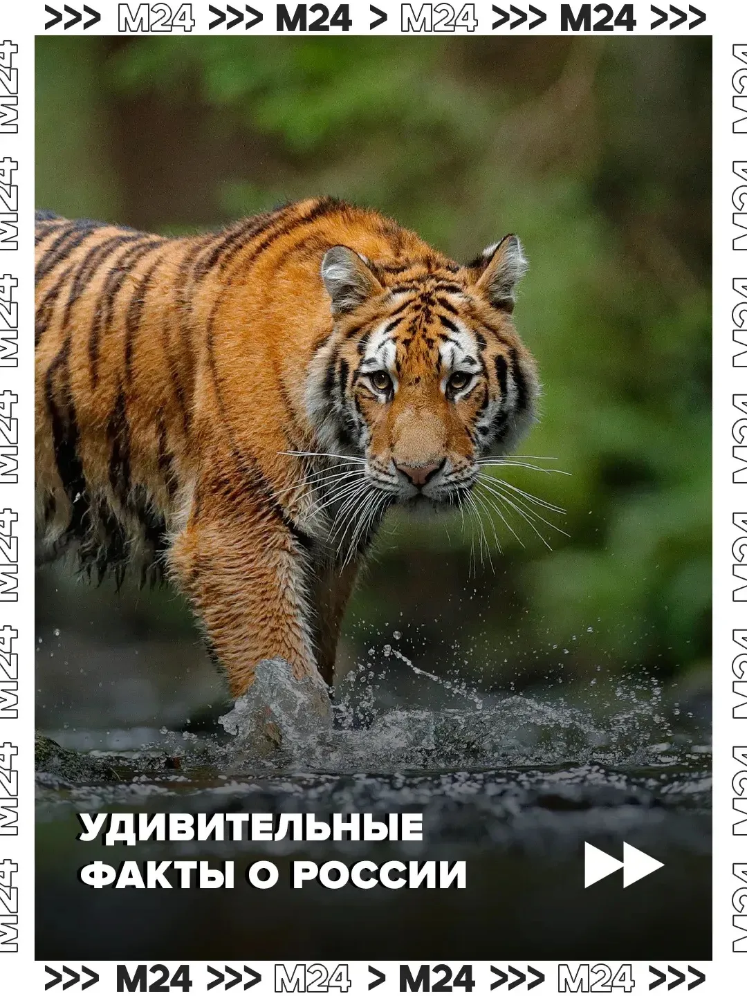 🇷🇺 Наша страна — лучшая!

Самая большая по площади, с одним из самых суровых уголков планеты и мно