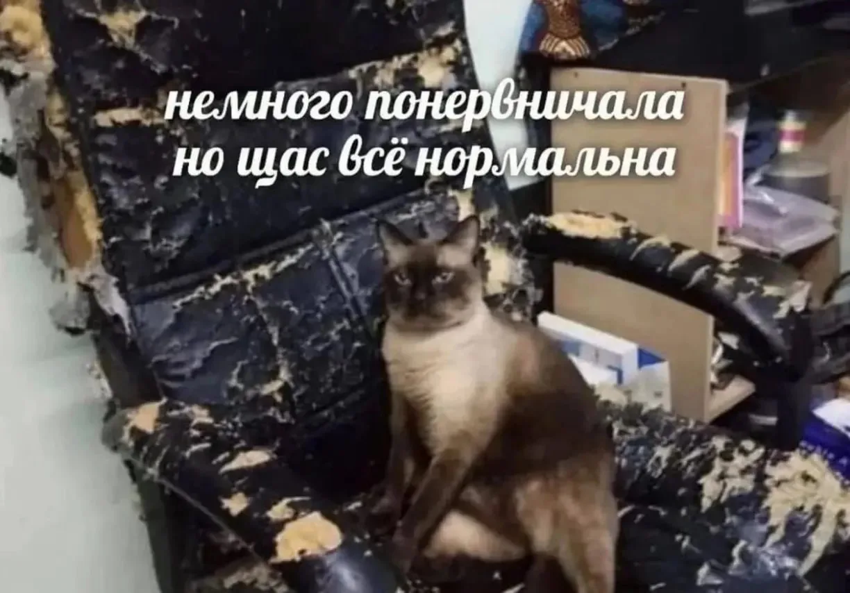 🐈🌍 Коты оказались секретным ингредиентом счастья