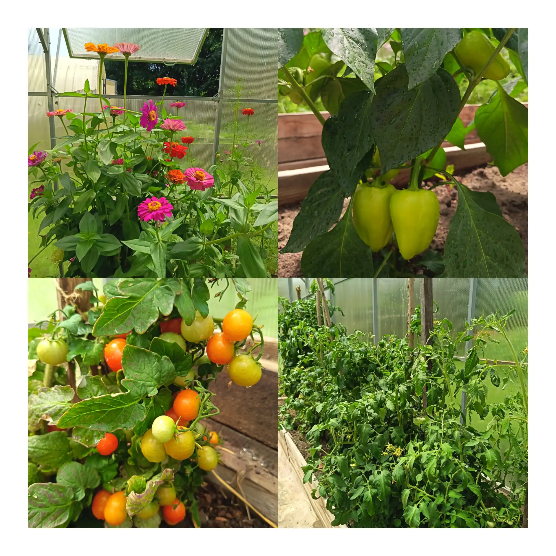 🌿🌞Наши грядки знают толк в солнце ☀Урожай радует, цветы вдохновляют💐Школьные теплицы...