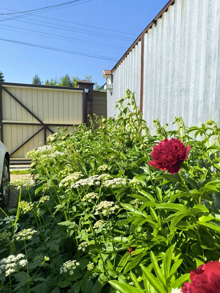 Всем доброе утро.
Я сейчас поливаю, у нас жарко.
И хочу показать как сейчас красиво сочетается цвету