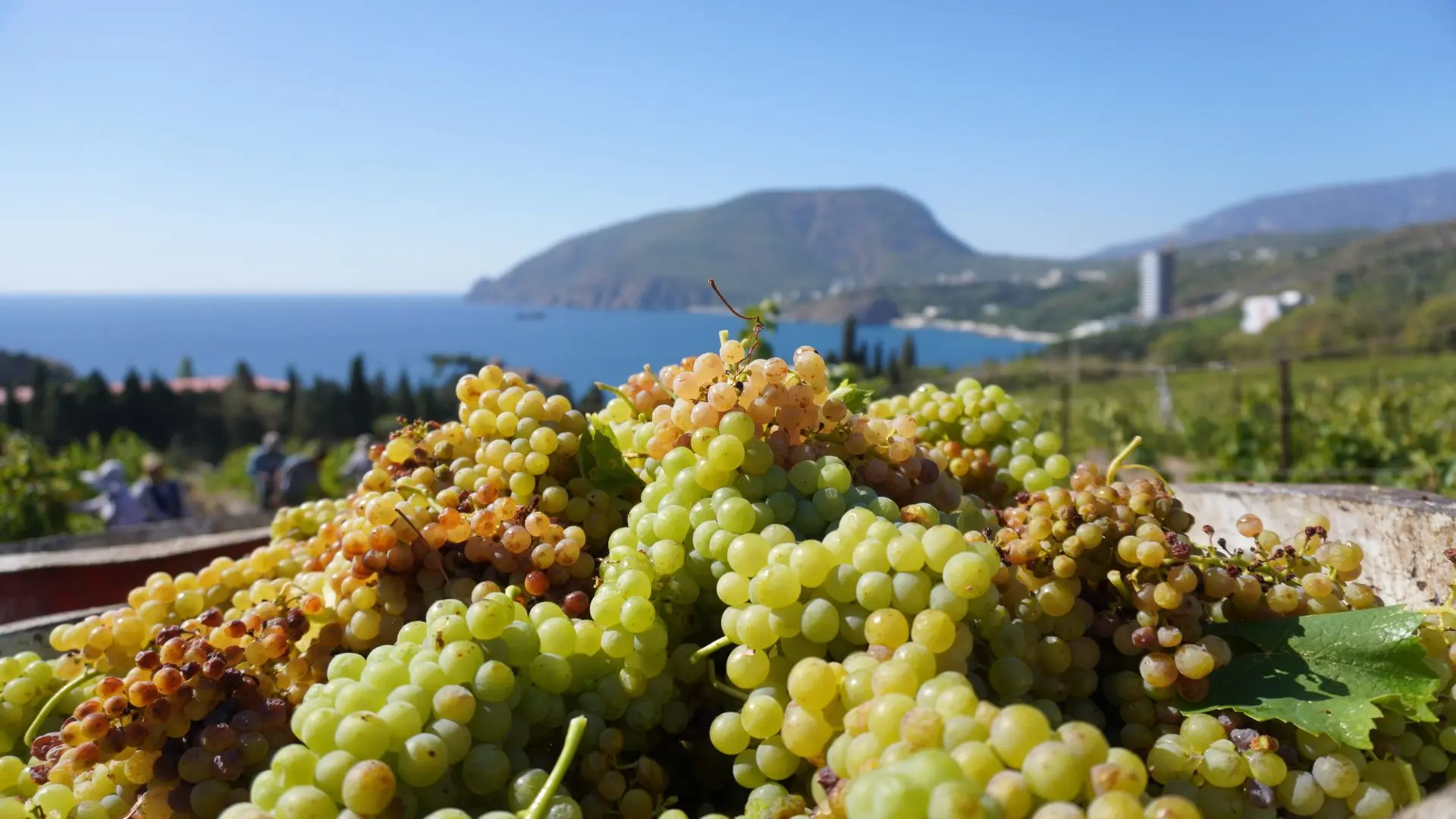 🍇Виноградный сентябрь: дегустации, экскурсии и концерты устроят виноделы полуострова