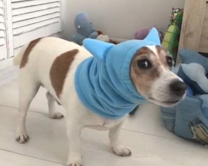Шапка для собаки