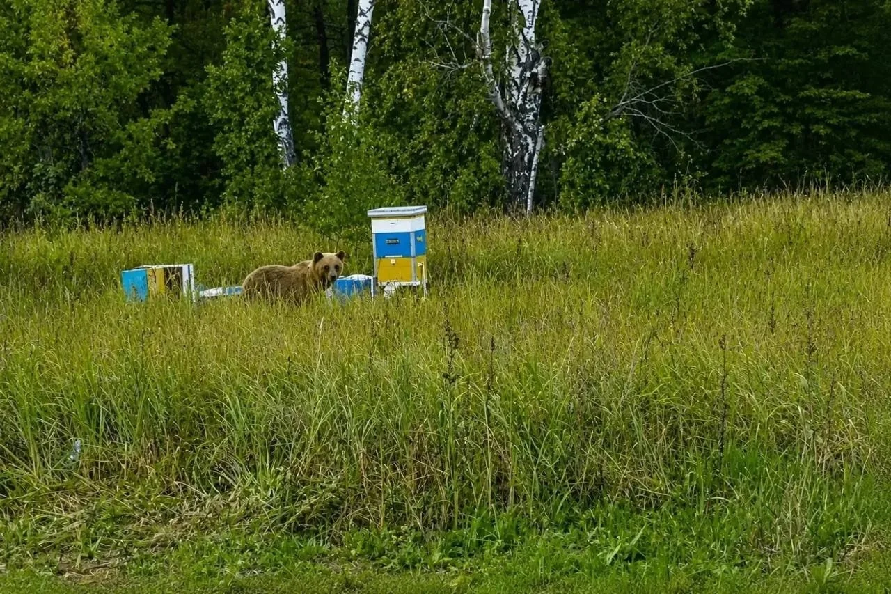 🐻Медведь разорил пасеку в Башкирии 
 
В Мелеузовском районе медведь повалил ульи и разломал рамки у