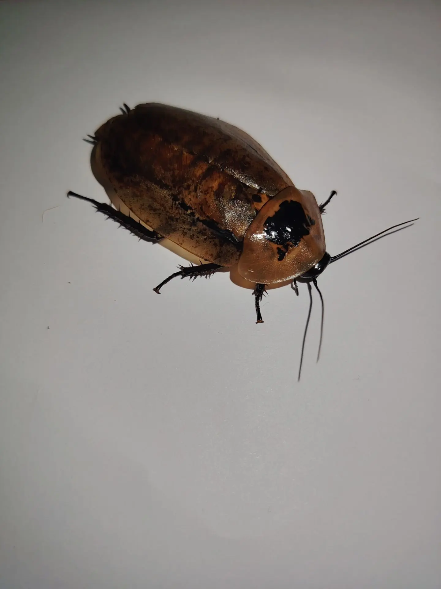 Archimandrita tesselata, интересные Тараканы, особенности: могут шипеть, спокойные и за...