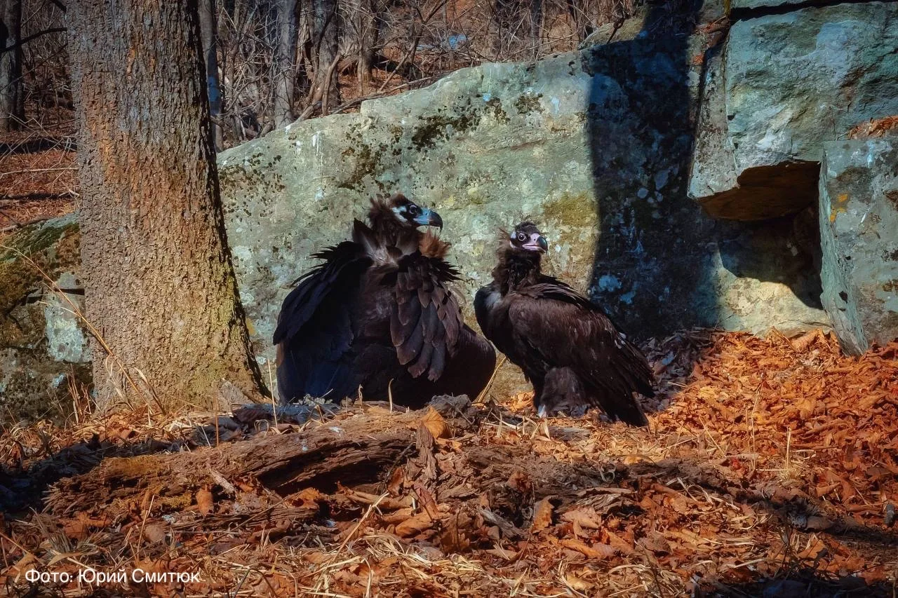 Пакуем чемоданы, ребята, отпуск закончился! 🦅  Лето, солнце, жара — сказка, но не для чёрных грифов.