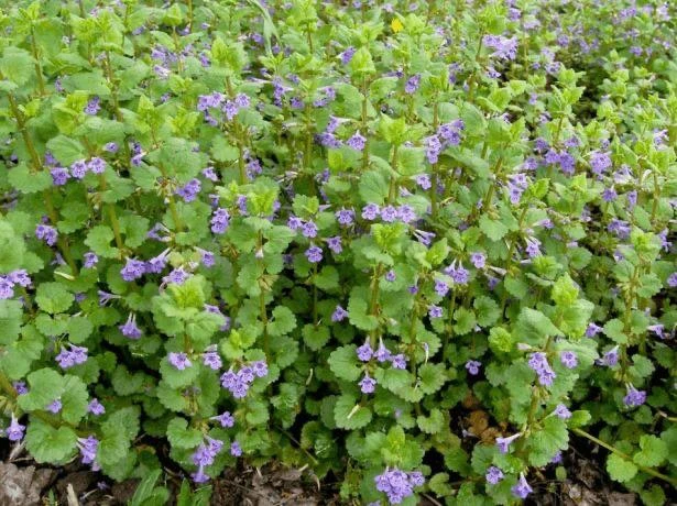 🌿 Будра — трава, которую в народе называли «сороканедужной»