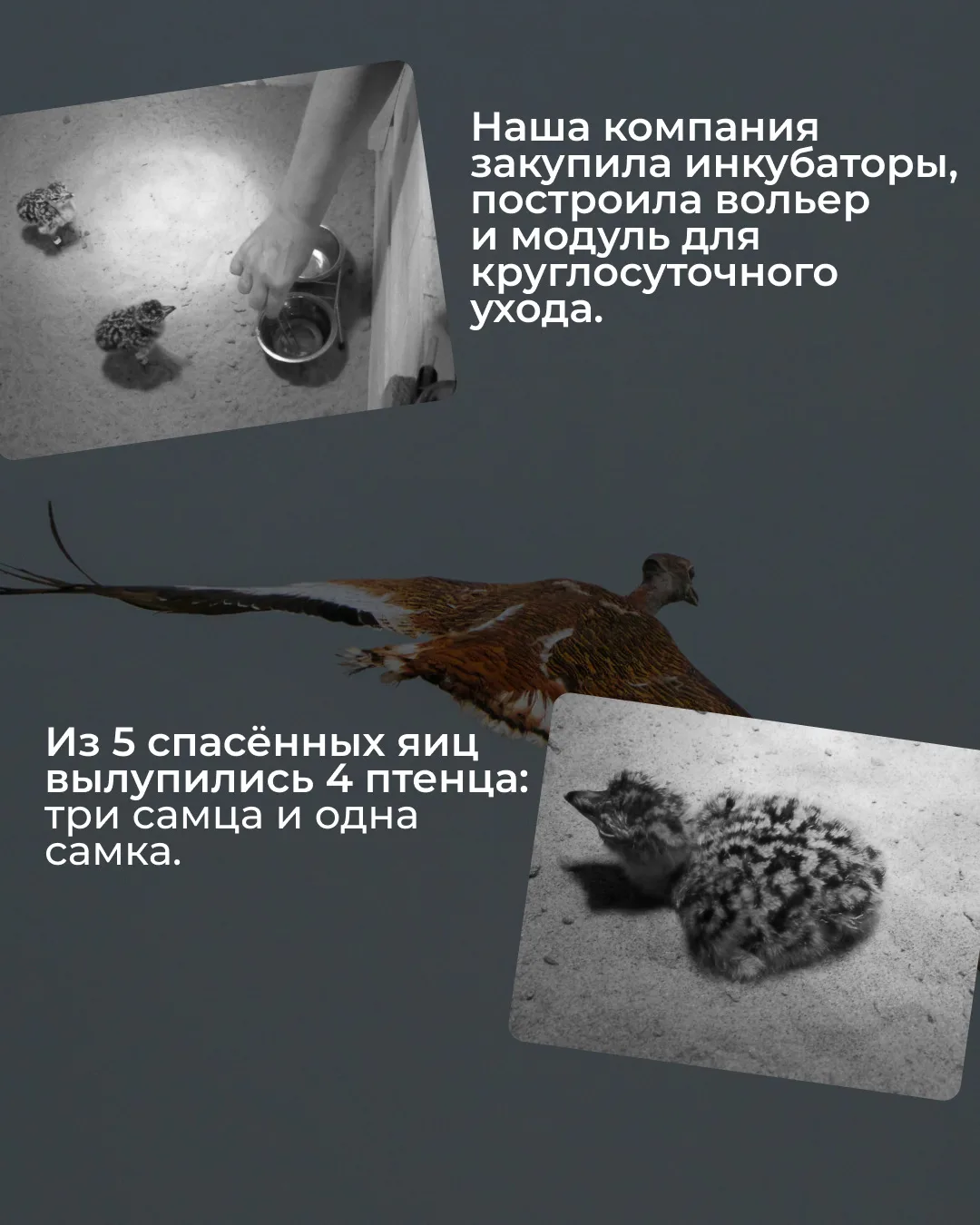Кажется, Волгоградская область только что стала частью большой истории возвращения дроф! 🐦   В Волго