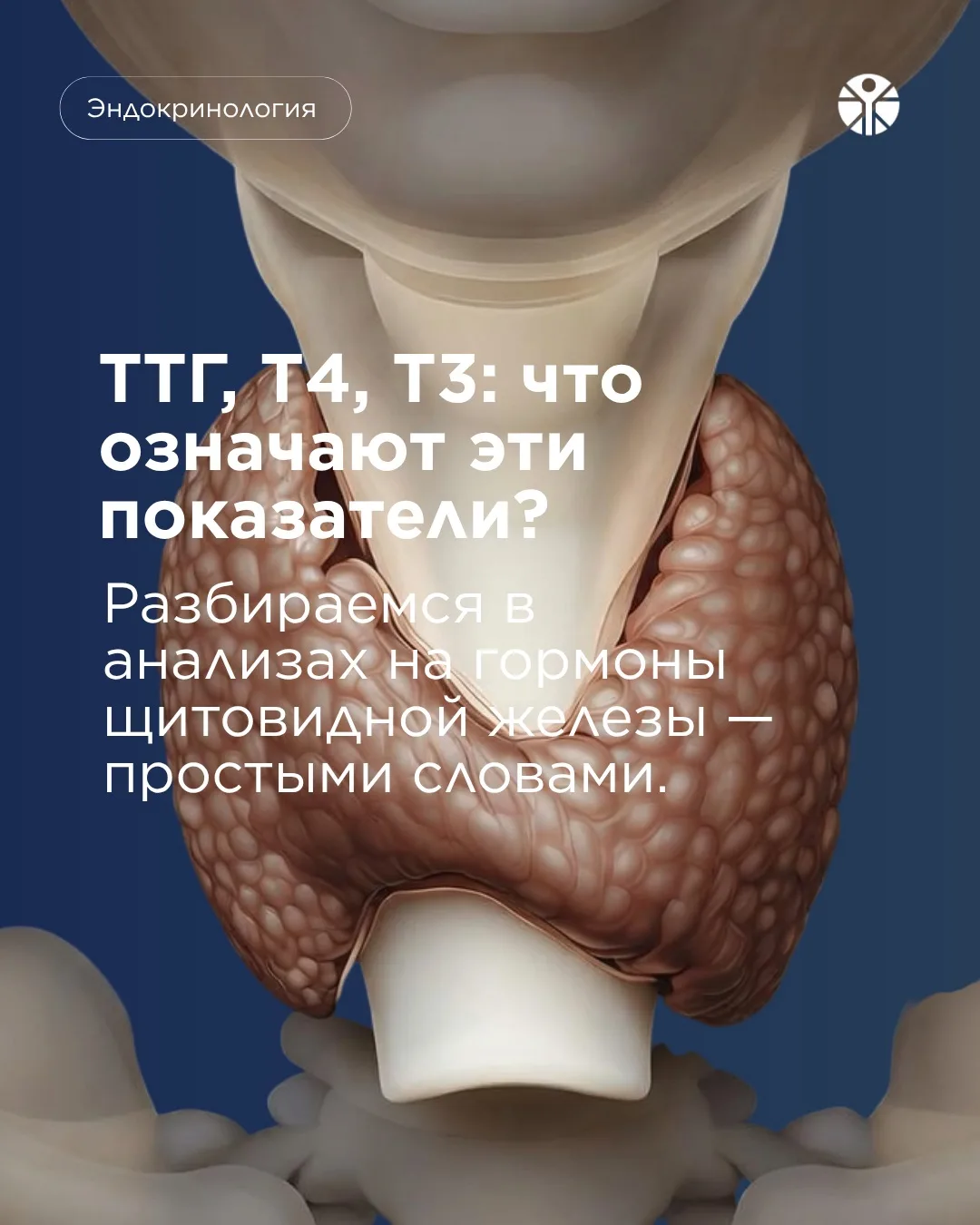 ТТГ, Т4 и Т3 — три показателя, о которых часто слышат при обследовании щитовидной желез...