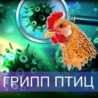 Высокопатогенный грипп птиц (ВГП)– это вирусное заболевание, к которому восприимчивы вс...