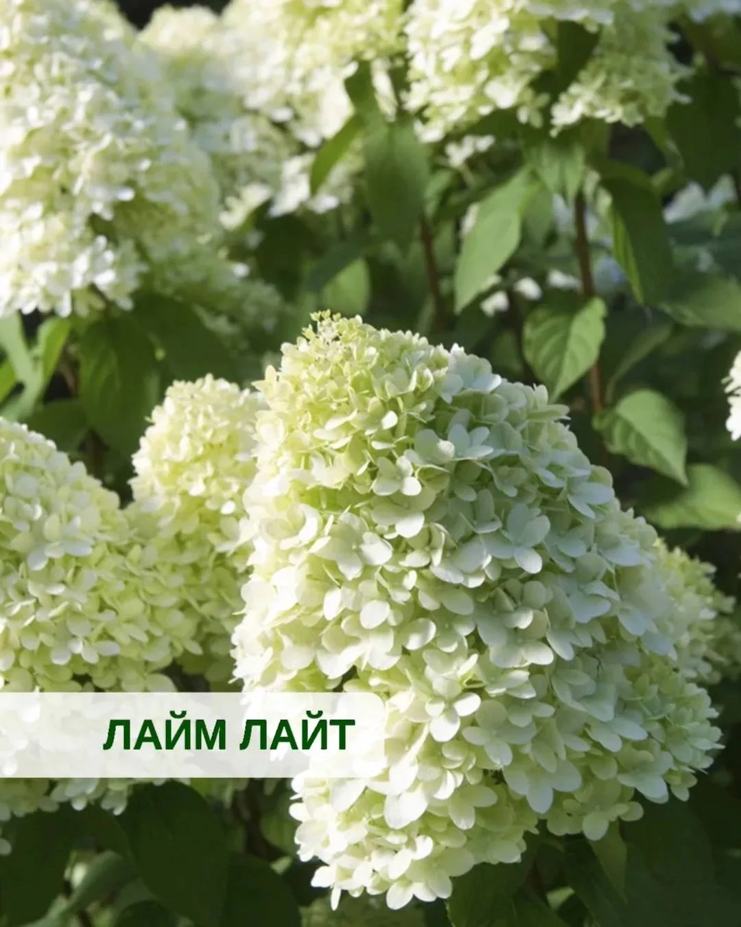 🍋 Лето с ароматом лайма