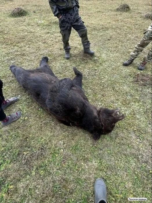 🐻 Медведь ломился в столовую в Заларинской агрошколе, а потом разгромил пасеку