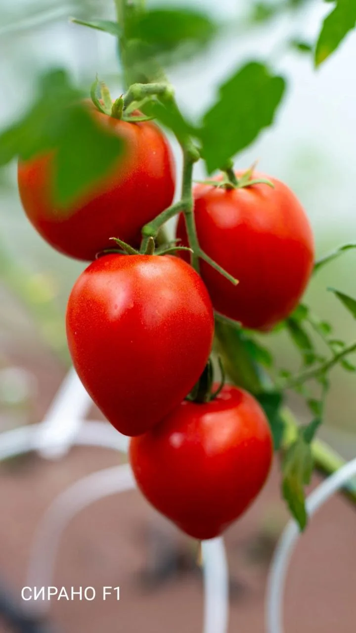 Топ-3 томатов как в детстве.  Друзья, а вы помните тот самый вкус томатов из детства? Когда срываешь