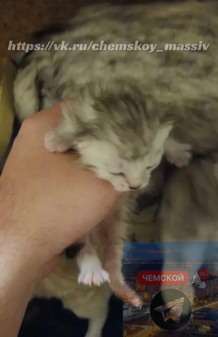 🐱💕 Два милых котёнка ищут любящие руки!