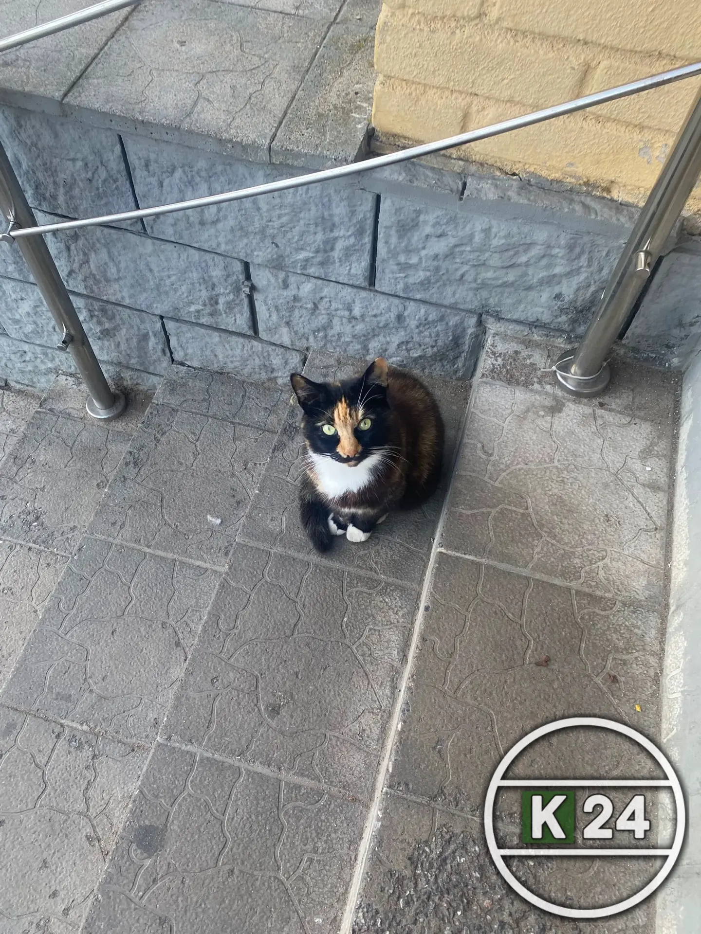 У магнита на большом бульваре появился котик, может чья потеряшка?! Не хочется думать, ...