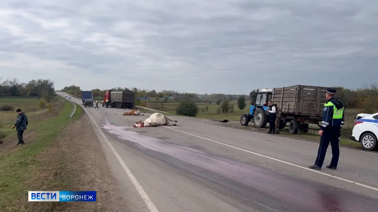 😢Водитель грузовика влетел в стадо коров в Таловском районе