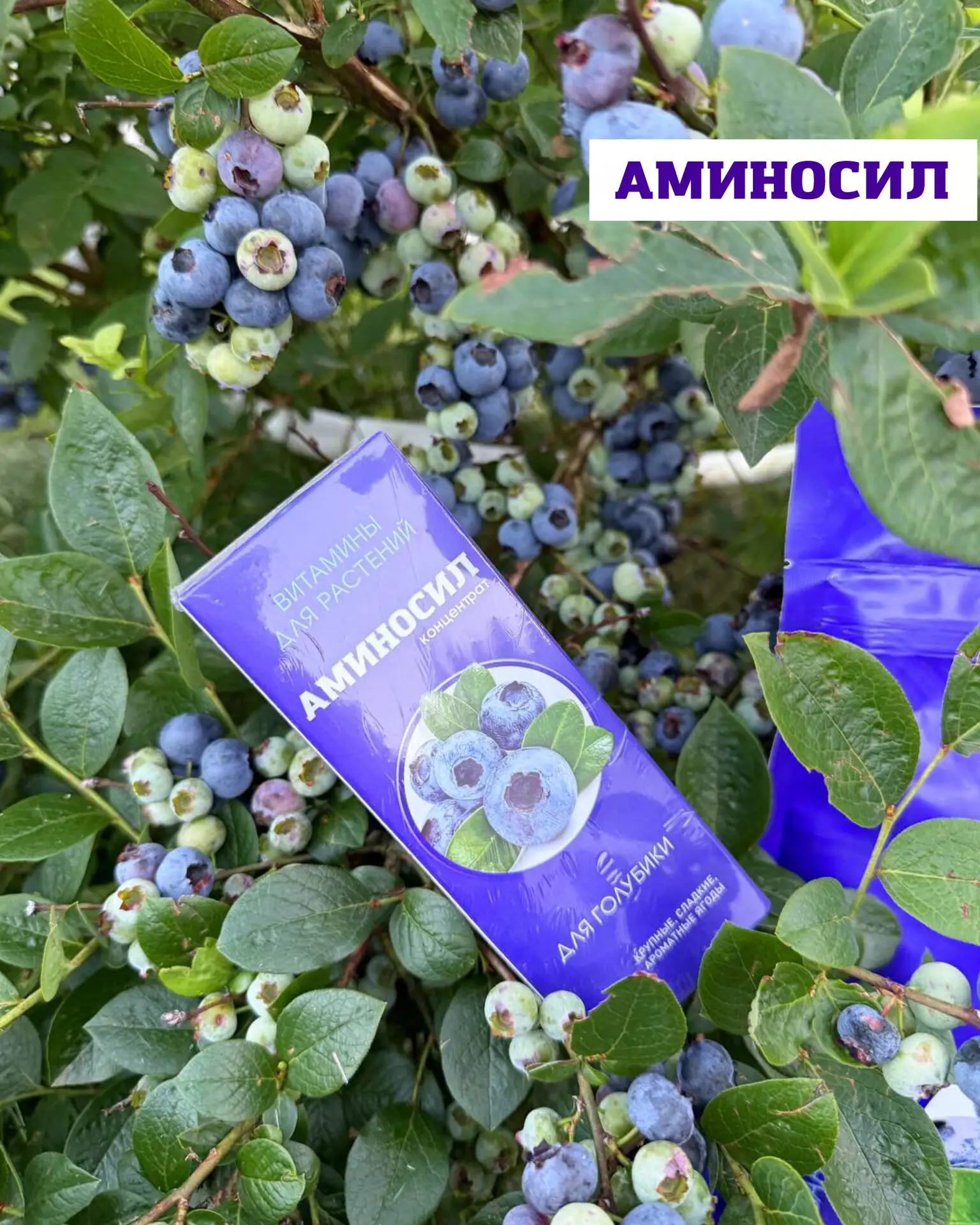 3 способа подкислить почву для гортензий и голубики 🌿

Гортензии и голубика не смогут полноценно ра