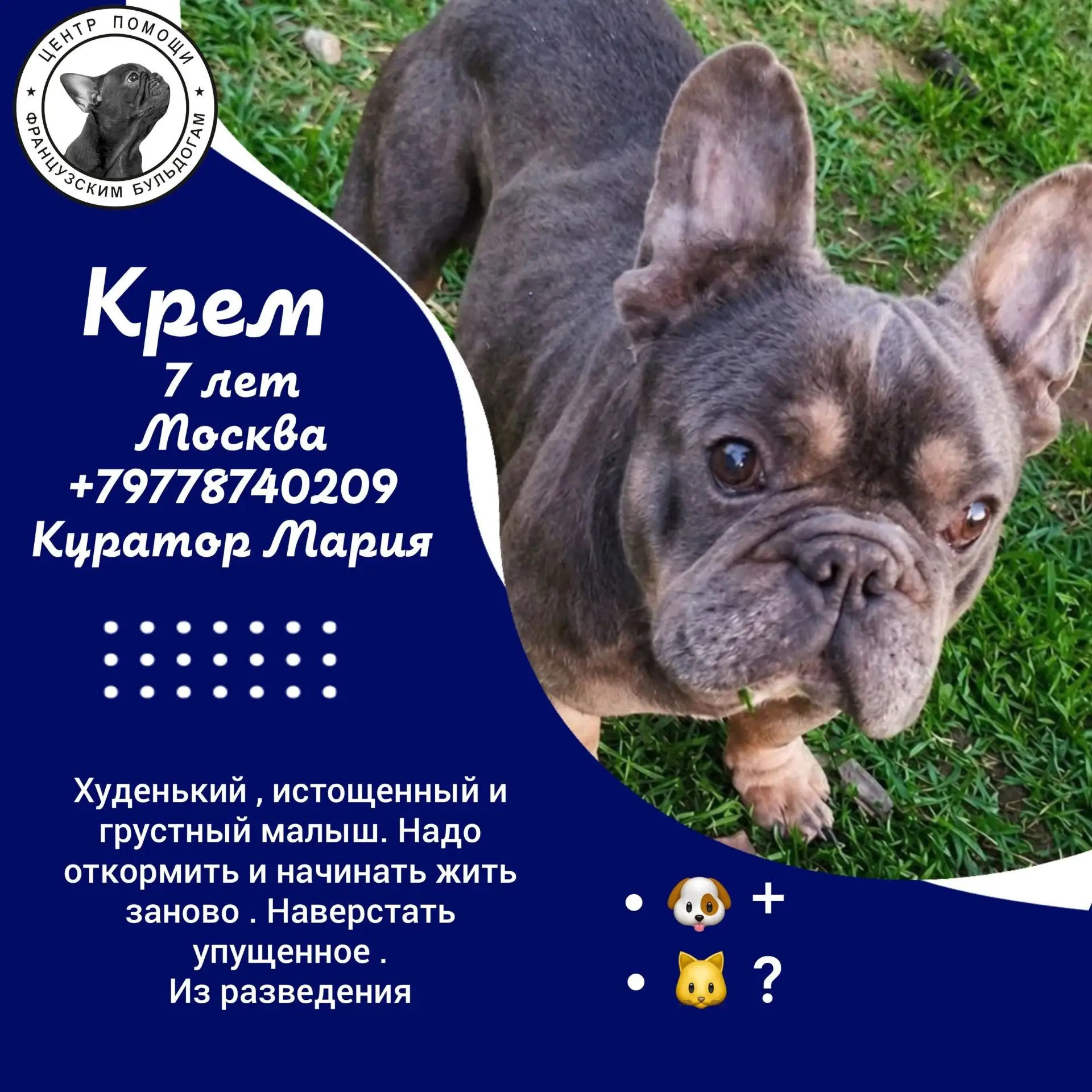 #Крем@sosbulldog !
Очень ласковый мальчик.
 Дружит с детьми, животными, людьми. 
Очень любит, когда 