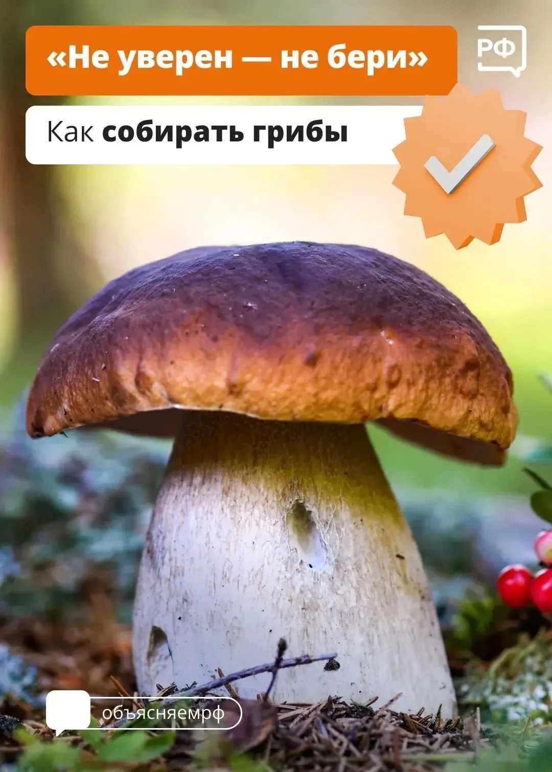 🍄‍🟫 Грибной сезон продолжается!