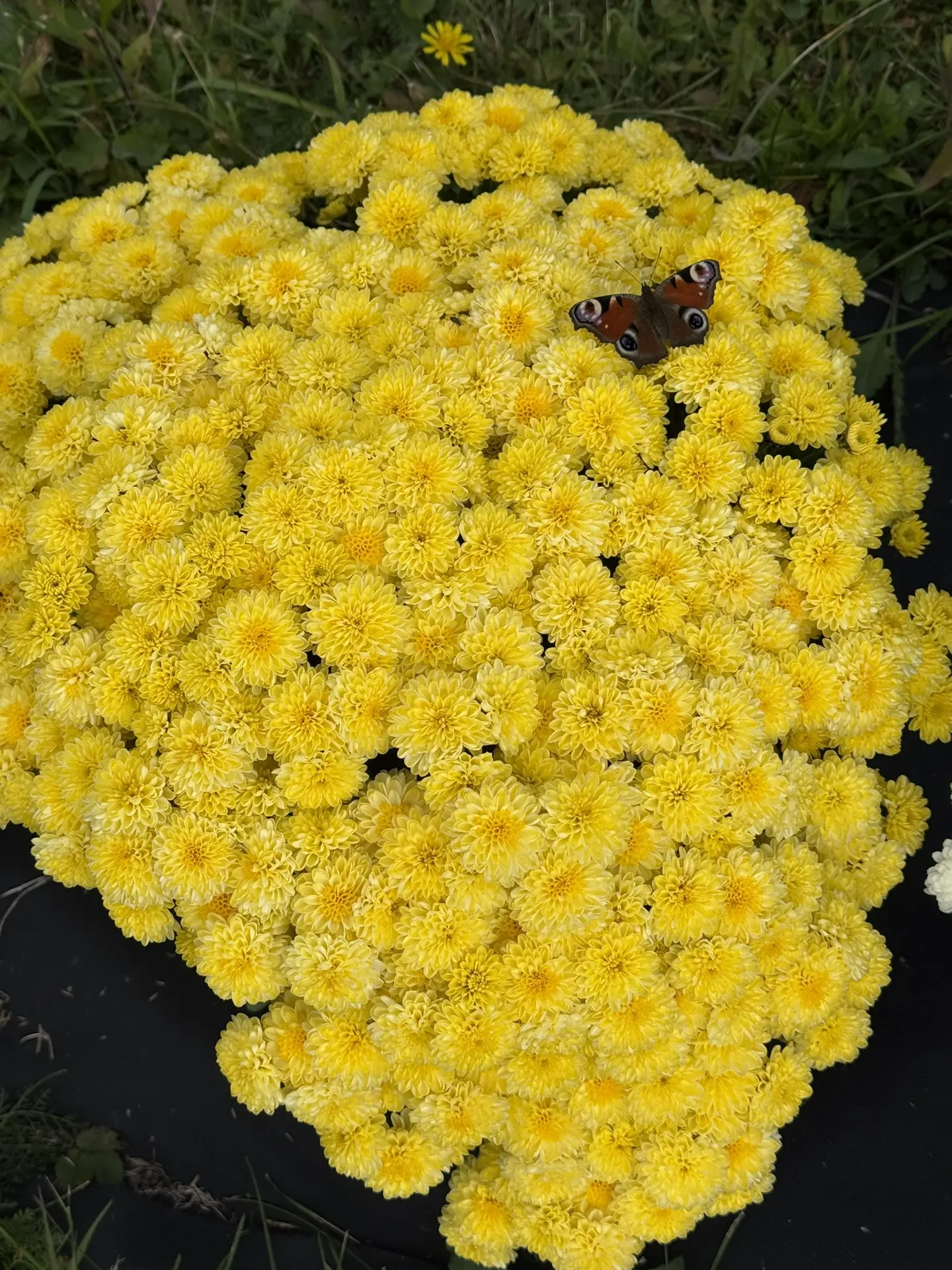 Мне очень нравится желтая мультифлора😍 такая красивая она, яркая🌼🌼🌼 если что, то со...