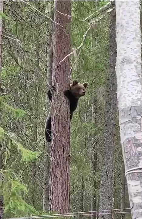 🐻 Медведь испугался туристов и спрятался от них на дереве в Карелии.