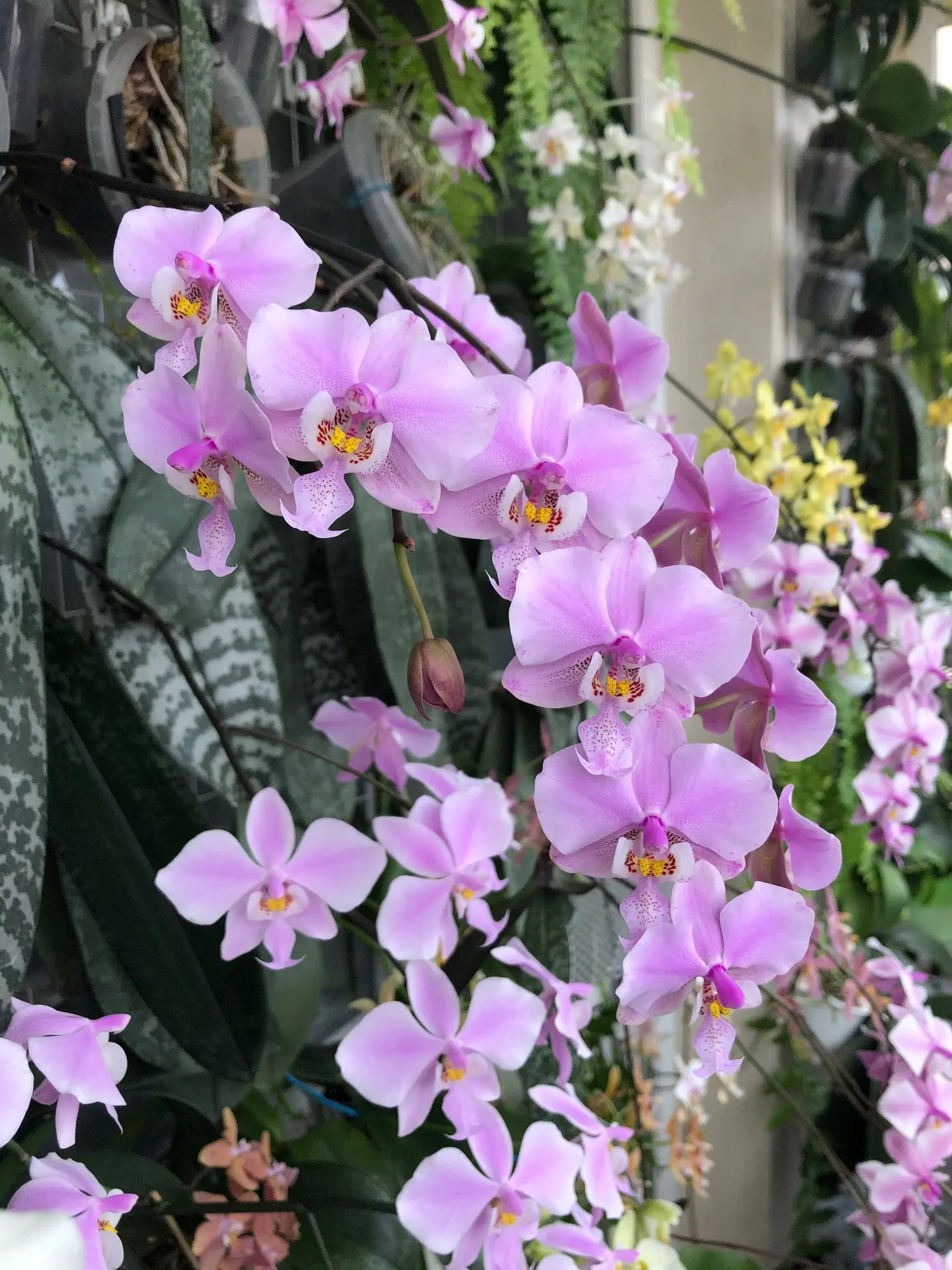 ❤️Phal. Schilleriana

📱 Мир Орхидей. Подписаться
❤️ Наш чат
⚡️ Mир орхидей — отдай свой буст нам
💰