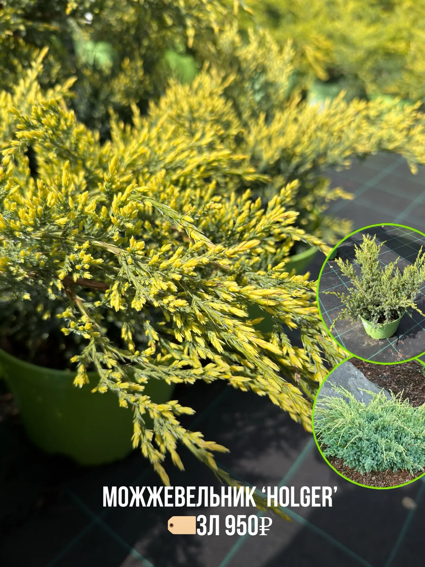 Весной зацветают не только многолетники и кустарники - но и хвойные , например можжевельники🌱😍  И да