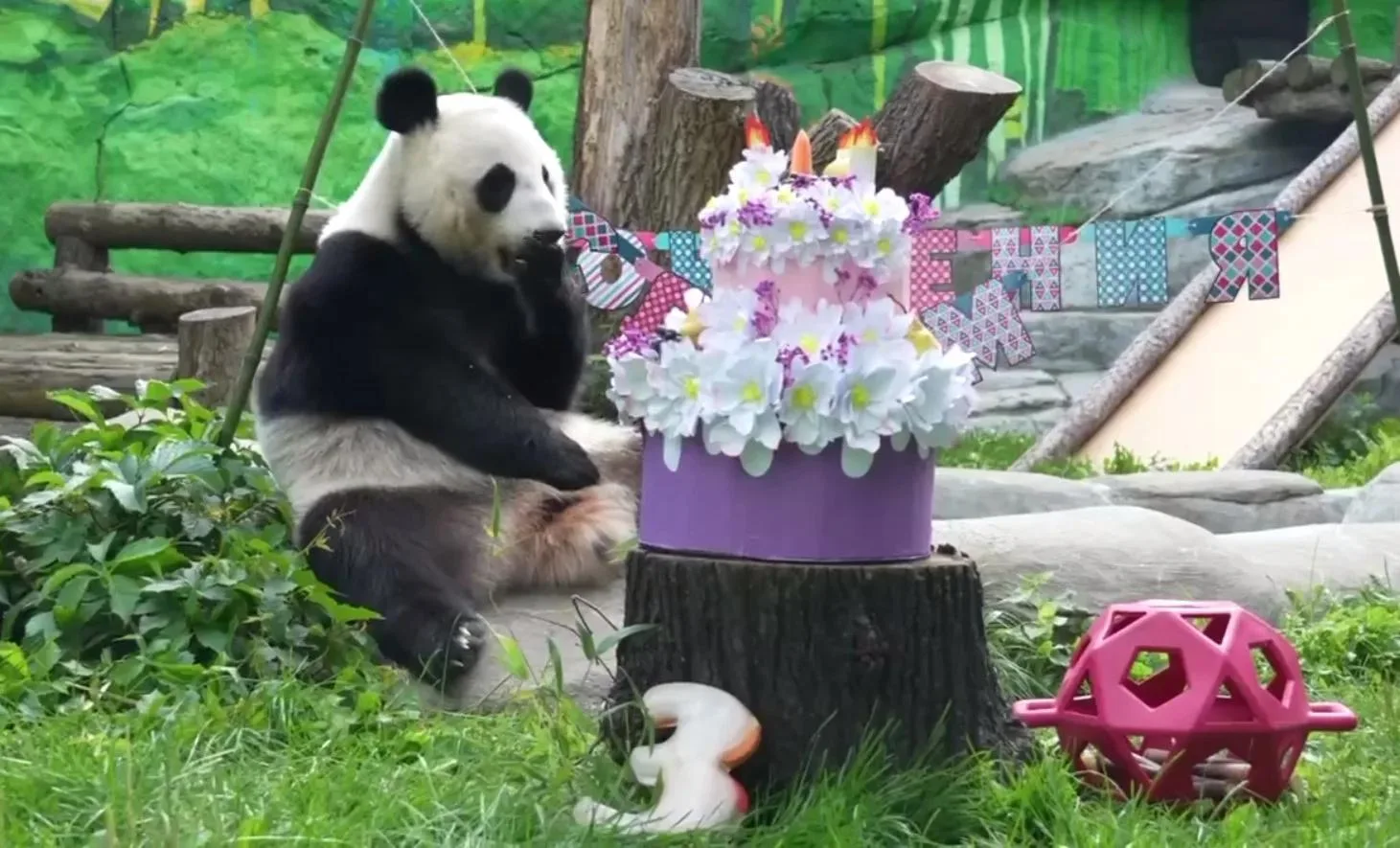 🐼 Панде Катюше из Московского зоопарка исполнилось три года.