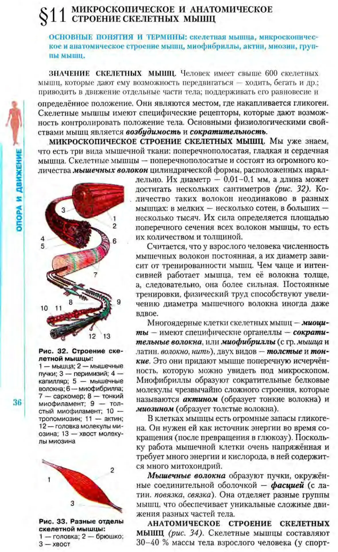 Мышцы человека 💪