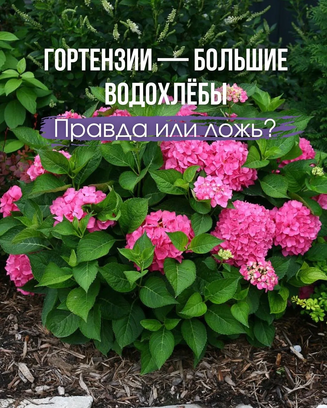 Гортензии — многие садоводы считают их «водохлебами», но так ли это❓

👉Цветочница🌺Подпишись