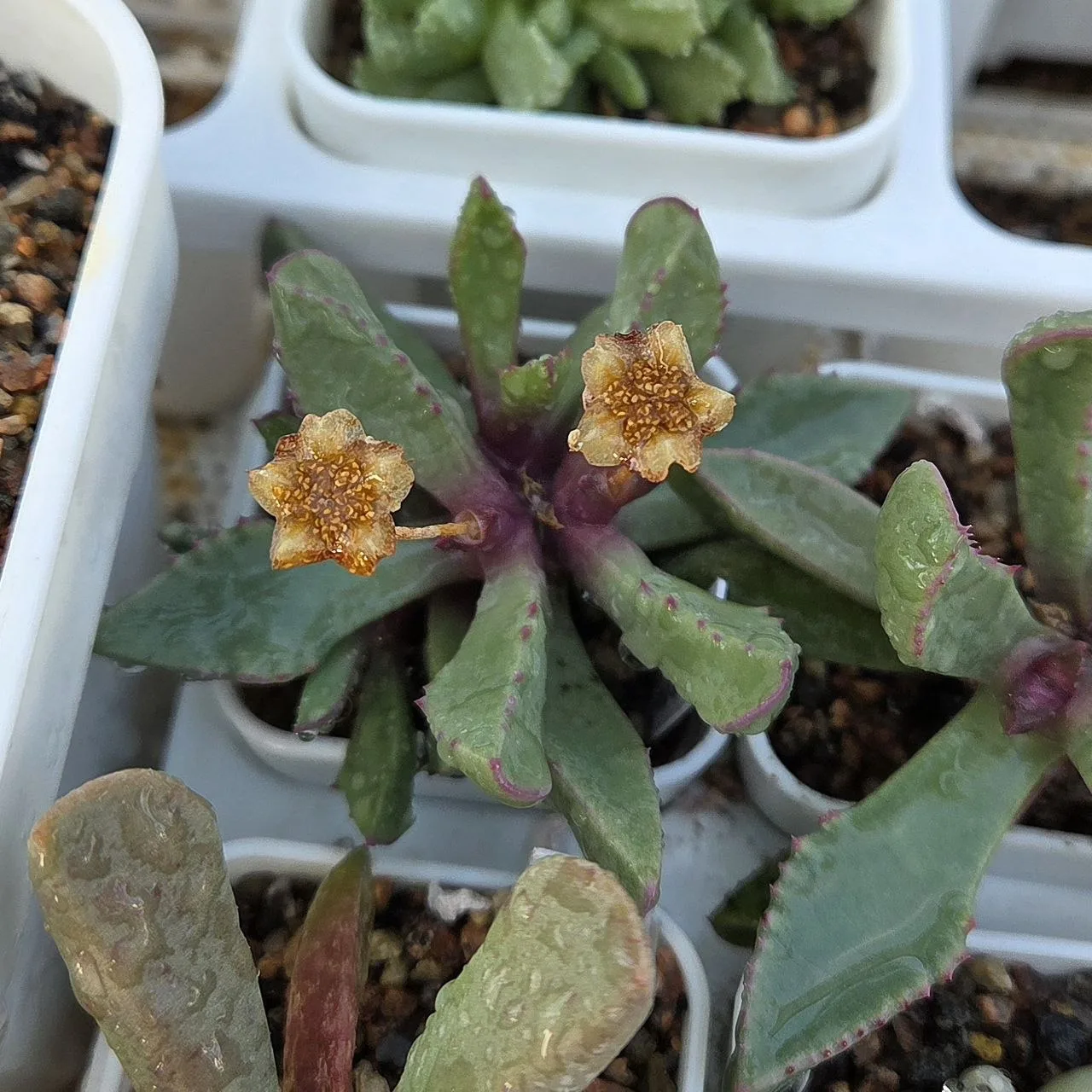 А вот скорое быстрое созревание семян 🏆

Carruanthus peersii (карруантус Пирса) от опыления/цветени