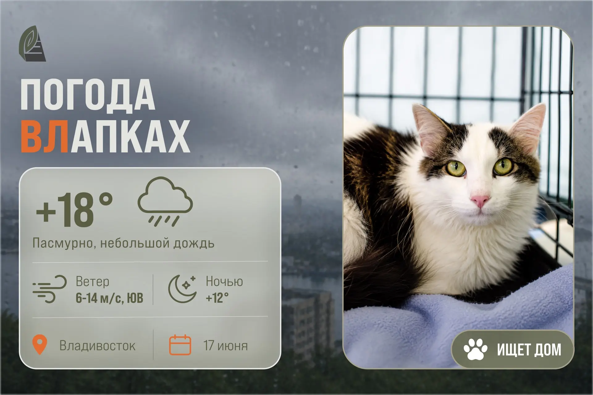 #ПогодаВЛапках