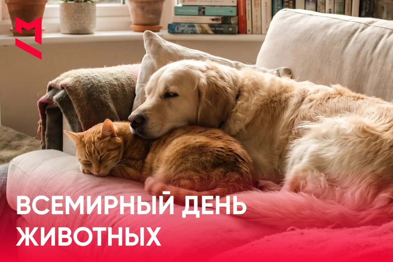 🐼 Всемирный день животных отмечается сегодня.