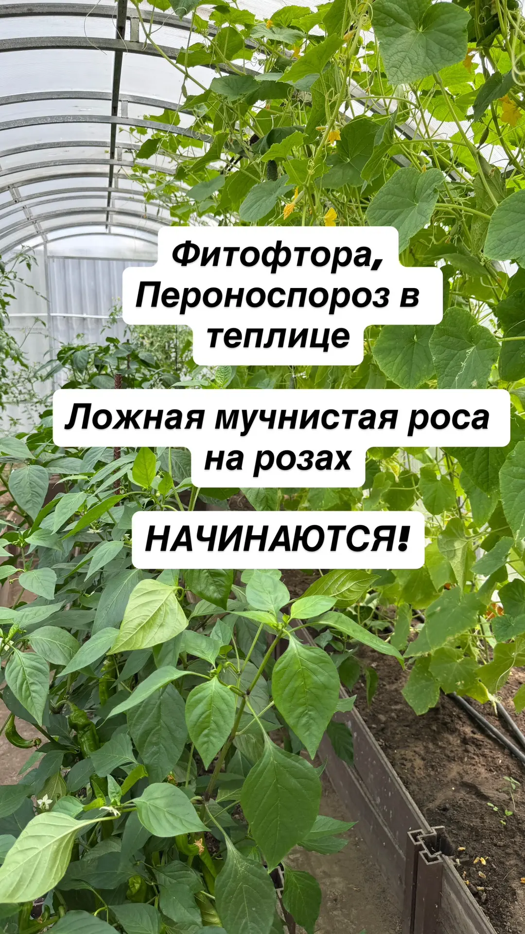 Погода благоприятствует фитофторе, пероноспорозу и ложной мучнистой росе

Что сейчас я начала делать