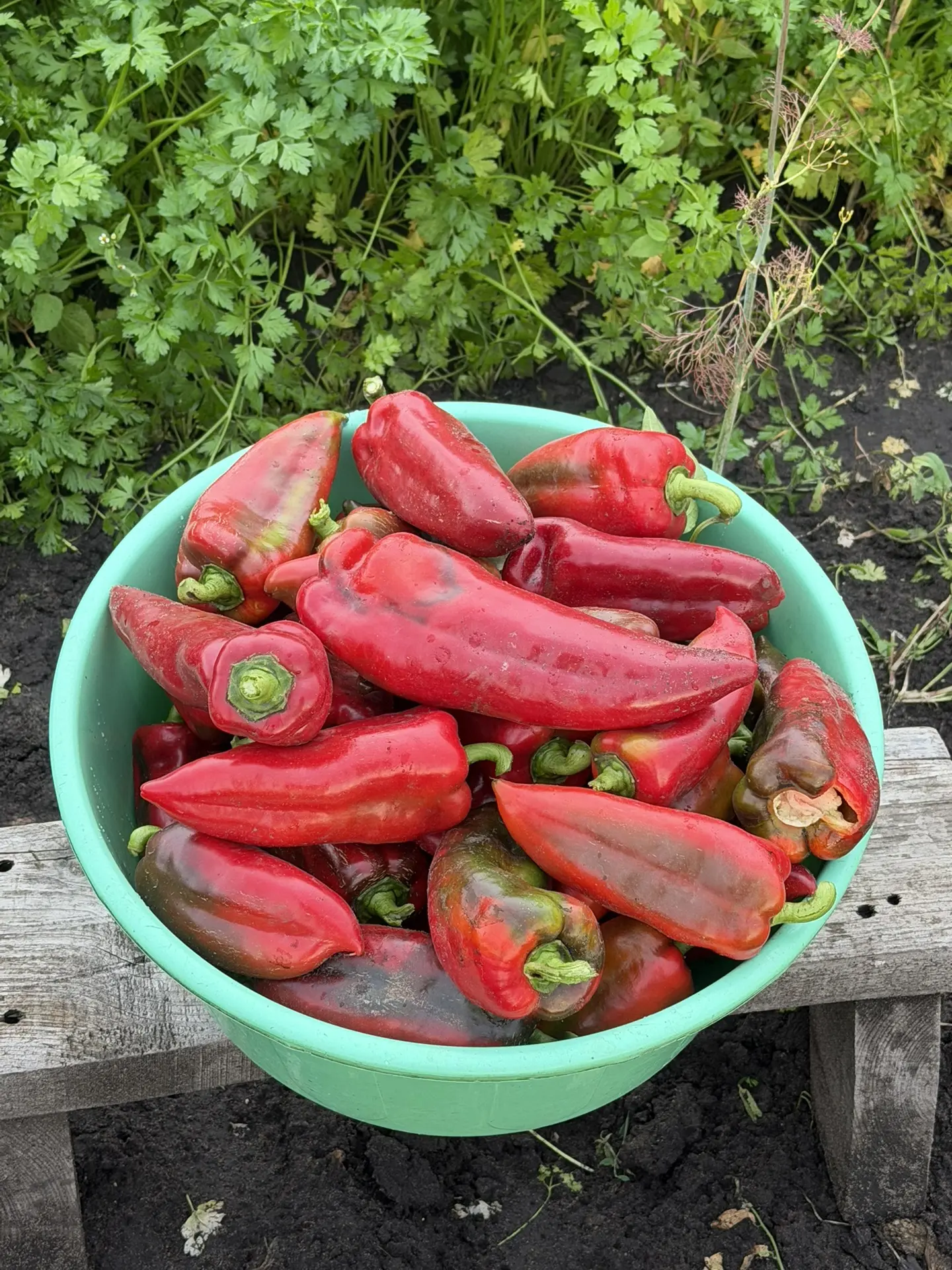 Будем фаршировать перец в прок 🌶️🌶️🌶️